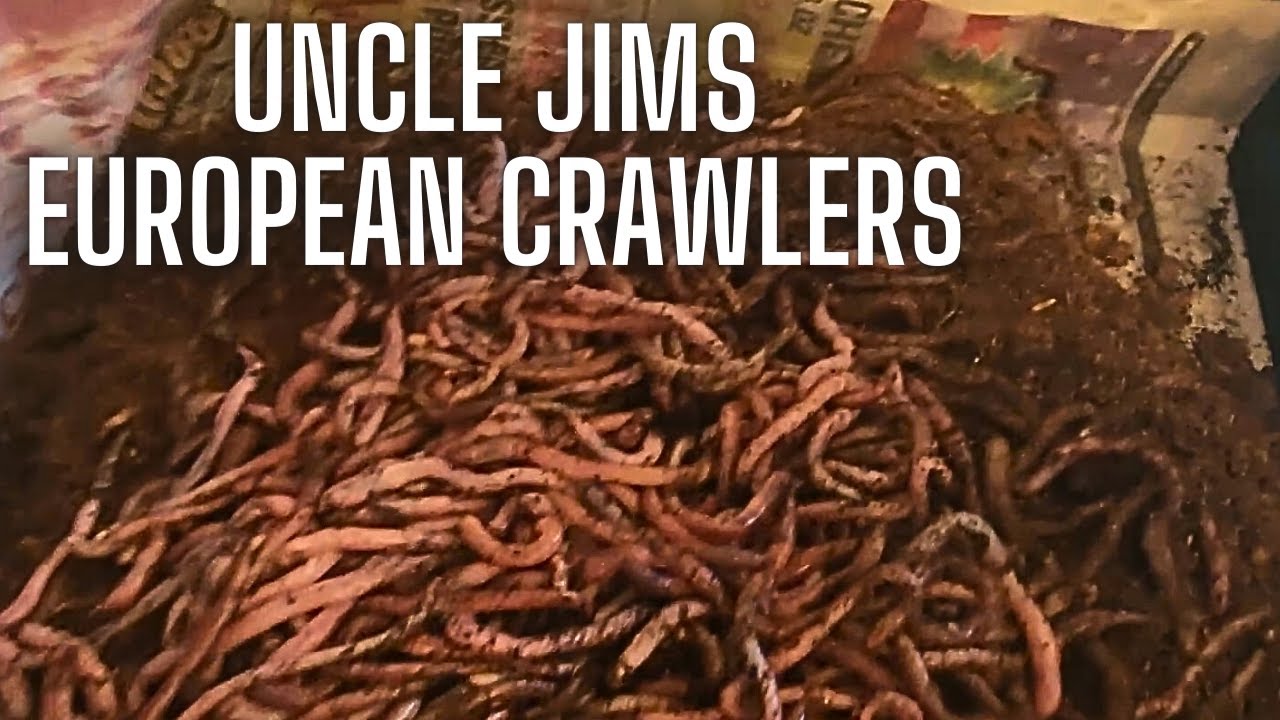 Uncle Jim's Worm Farm European Nightcrawlers 