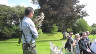 Bengalese Indian Eagle Owl delivers wedding rings