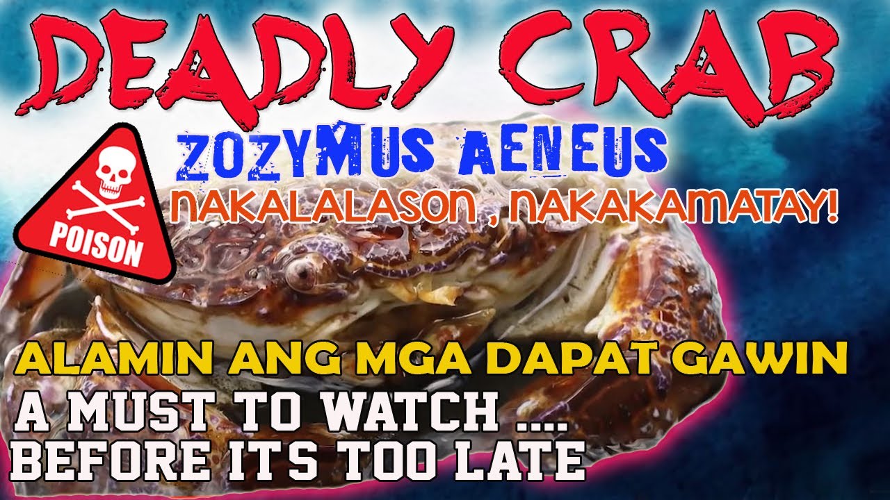 Deadly , Poisonous Crab or Known as Devil Crab YouTube