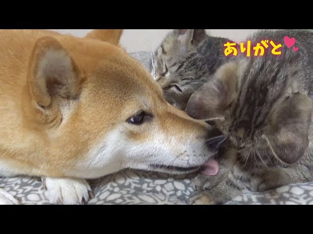 子猫の毛づくろいをお手伝いする柴犬--- Shiba Inu is the grooming of the kitten--