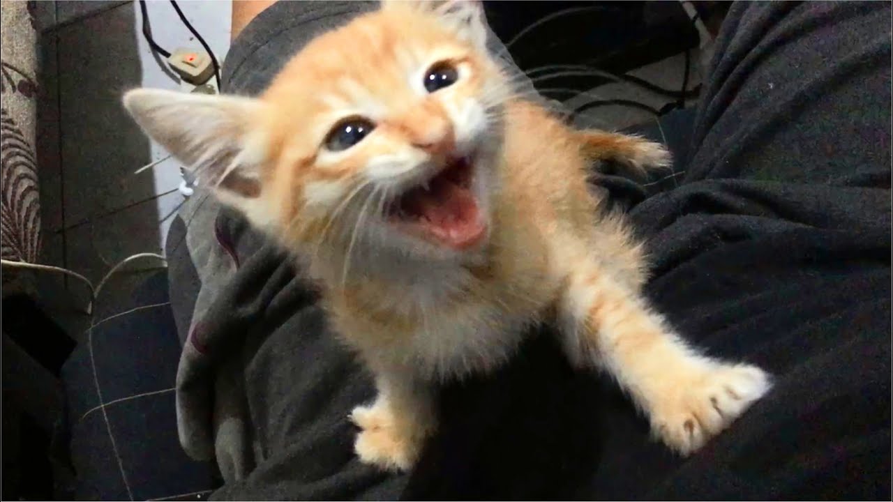 Little Kitten Meowing Talking To Me Again 11 Days After Rescue YouTube