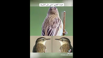 صوت العفري الاصلي 