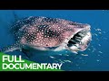 Whale Sharks: Gentle Giants | Blue Realm | Free Documentary Nature