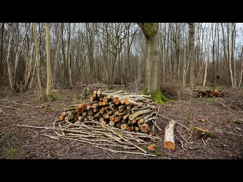 What is coppicing and why is it important? - Suffolk Wildlife Trust