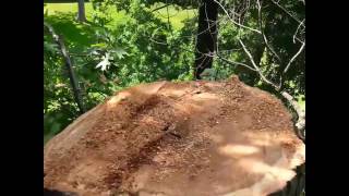 2016 tree tech crane job
