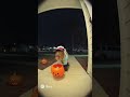 Capybara going to Halloween #viral #shortvideos #ai #cute #capybara #shortsfeed #shorts #halloween