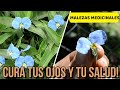 Esta PLANTA es MEDICINA NATURAL!! CRECE en tu PATIO O JARDÍN | Planta CURATIVA Santa Lucía