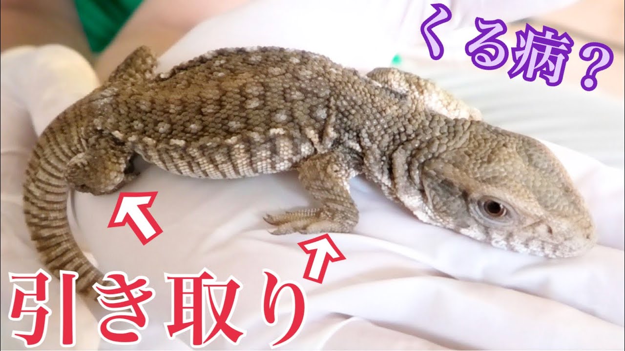 New member] Introducing Dan, the fragile Savannah monitor! - YouTube