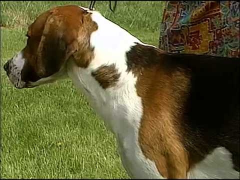 English Foxhound - AKC Dog Breed Series