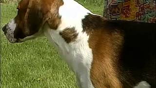 English Foxhound - AKC Dog Breed Series English Foxhound - AKC Dog Breed Series