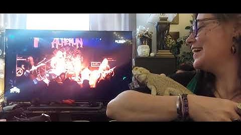 ACHERON ~Biggest Bearded Dragon Fan! 