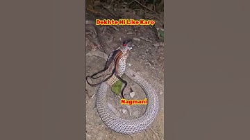 Real Nagmani Hai 🙏 Please Like Karo ... #nagmani