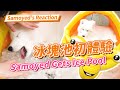 【南瓜PUMPKIN】來玩冰塊啦～第一次吃冰會怎樣？？(薩摩耶Samoyed)