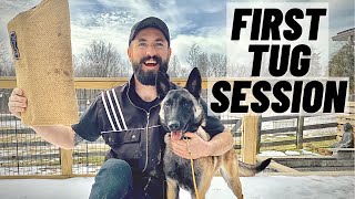 FIRST TIME PLAYING TUG WITH MY CLIENT'S MALINOIS!!