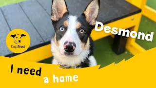 Desmond the delightful Border Collie | Dogs Trust Ballymena by Dogs Trust 526 views 10 days ago 1 minute, 58 seconds