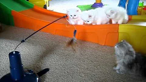 Watch the video about Linrenay Persian kittens seeing a new toy