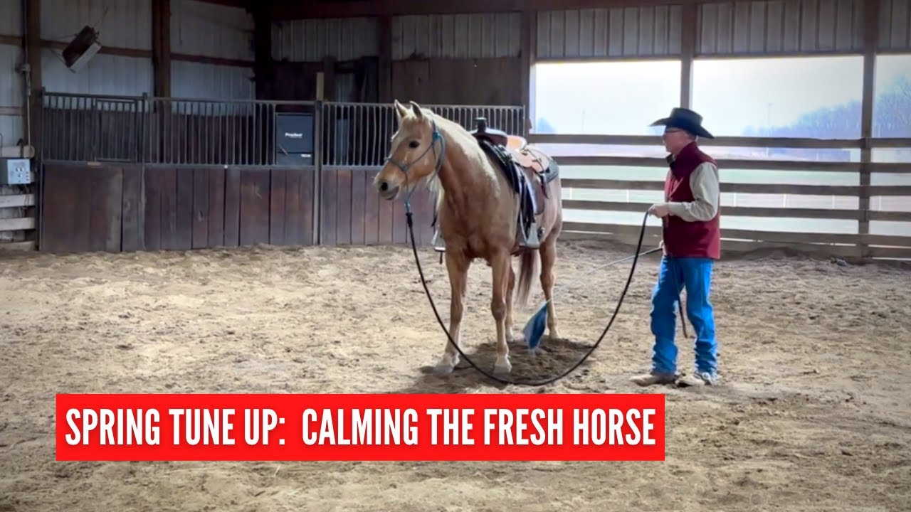 D/C | Fresh Horse to Calm and Thinking with her Feet