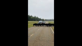 Herd of Bison Making Their Way Across the Main Road Pausing the Traffic as It Rains