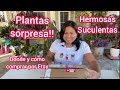 Plantas sorpresa de la mejor tienda de Etsy | Donde y cómo comprar suculentas