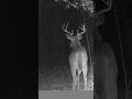 The height of deer season. #deerhunter #outdoors #huntingseason #deerhunting #trailcams #hunting