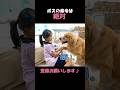 ふざけていたらボスからの命令に震え上がる大型犬クッキー#goldenretriever #dog #箱入りクッキーはゴールデンレトリバー