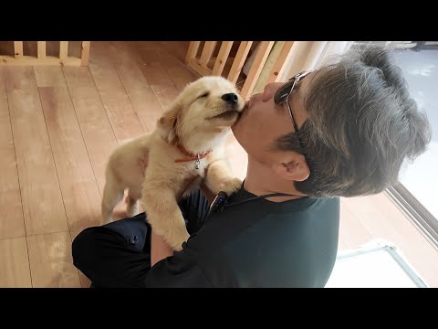 自分がいなくなっても生きてほしい。この大切な命を守る為に。【Golden Retriever japan】