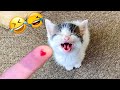 You Laugh You Lose 🤣😍 Funniest Cats and Dogs Videos 2025 😹🐈