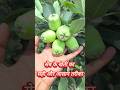 🍎 सेब की खेती का आसान तरीका 🍎 #applefarming #farming #farming #facts #applefacts #appleday