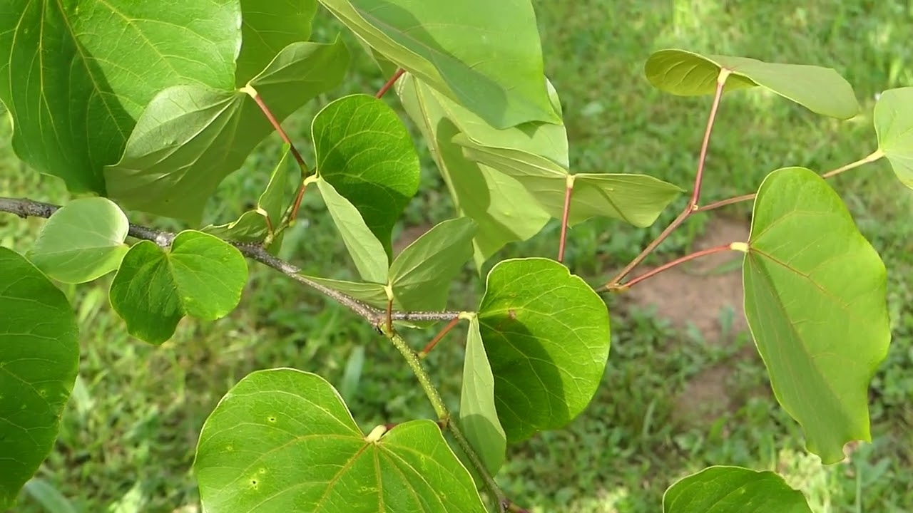 Cercis gigantea F.C. Cheng & Keng. f.