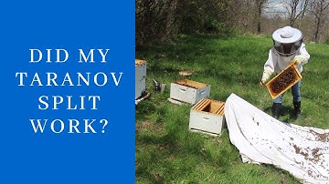 Did My Taranov Split Work?   Beekeeping