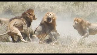 Fight of 4 lions vs 1 (part I of V)