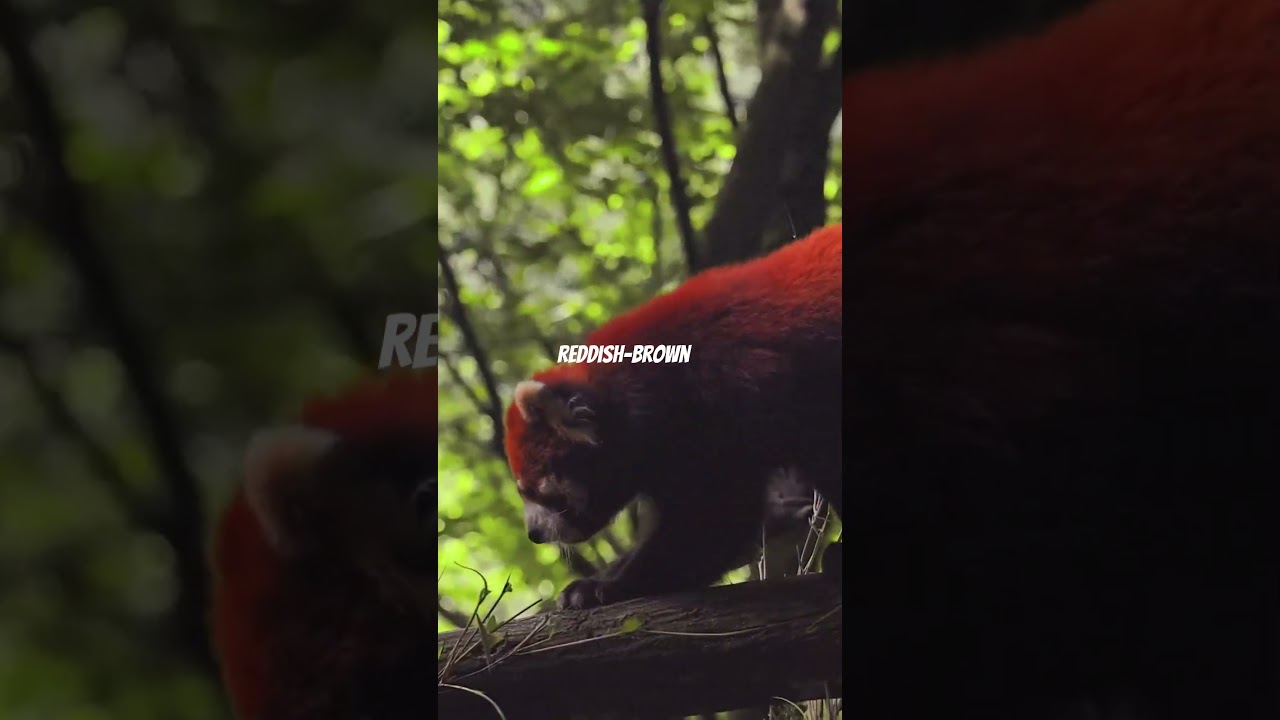 Meet the Adorable Red Panda: Fun Facts and Conservatio