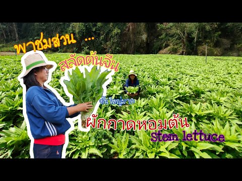 Ep.108 สลัดต้นจีน ผักกาดหอมต้น (Stem lettuce)