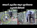          wild elephant attack kerala