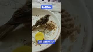 Rescue Operation Successful Home Sparrow | Be Kind And Supportive Like 👍 Comment 💬 and Share 🔄