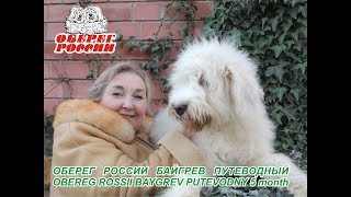 Южнорусская овчарка ОБЕРЕГ РОССИИ литера Южнорусская овчарка ОБЕРЕГ РОССИИ литера