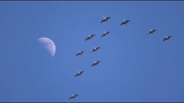 Sandhill Cranes at Jasper-Pulaski Fish & Wildlife ...