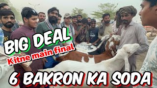 6 Bakron Ka soda Kitne main hona Chahiye | qurbani 2024 | makhi china Bakre |Shahpur kanjra Mandi