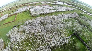 The Beautiful Kans Grass In Bashundhara R/A. Drone View...