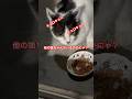 白黒ちゃんの警戒#ねこ#japan #猫動画 #猫#癒し#野良猫#shorts#かわいい#かわいい猫#警戒#夏#暑い#おすすめ
