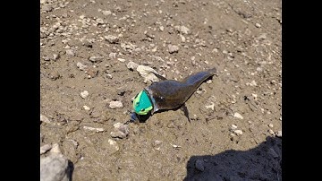 Đạt Lê Fishing | Tổng Hợp Câu Lure Cá Lóc | Hồ Đại Quang Minh | Vlog 18