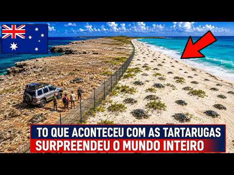 A Austrália Construiu Cercas para Salvar Tartarugas — O Resultado Chocou a Todos!