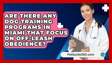 Are There Any Dog Training Programs in Miami That Focus on Off-Leash Obedience? - PetGuide360.com