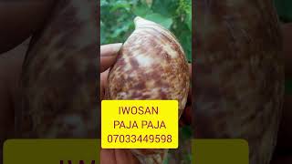 IWOSAN PAJA PAJA 