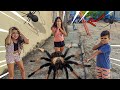 AS ARANHAS INVASORAS! the giant invading spiders | TURMA DA BAGUNÇA