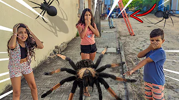 Qual o tamanho de uma aranha caranguejeira?