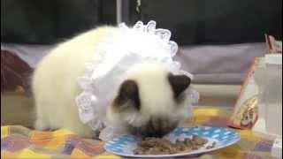 Birman Cat Breed