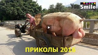 Лучшие Приколы 2016, #112 Смотреть видео приколы 2016 лучшее Смешное видео новое 2016 Лучшие Приколы 2016, #112 Смотреть видео приколы 2016 лучшее Смешное видео новое 2016