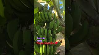 Farm Lifestyle! Our banana orchard in Africa 🇿🇲 #farmlifestyle #bananas #orchard #africa1 #short1
