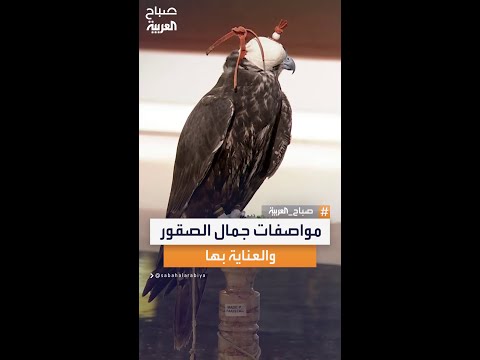 تعرف على مواصفات جمال الصقور وأهم أساسيات العناية بها للحفاظ على صحتها وقيمتها